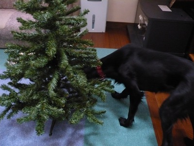 クリスマスツリー