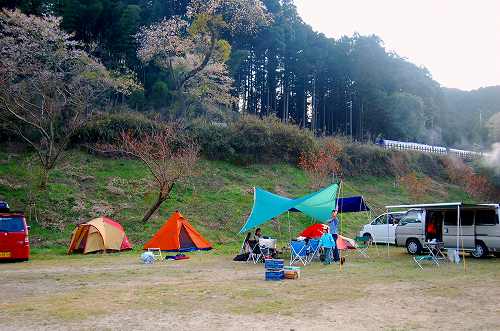 笠置で散りかけ花見camp