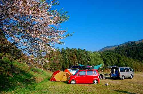 笠置で散りかけ花見camp