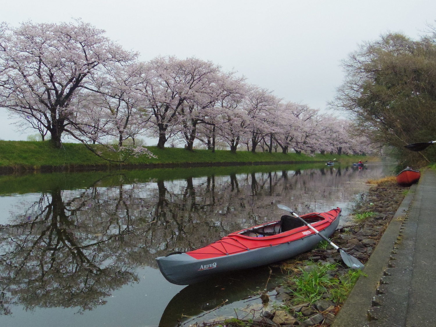 桜満開！お花見カヤック＠福岡堰（２０１７年４月８日）