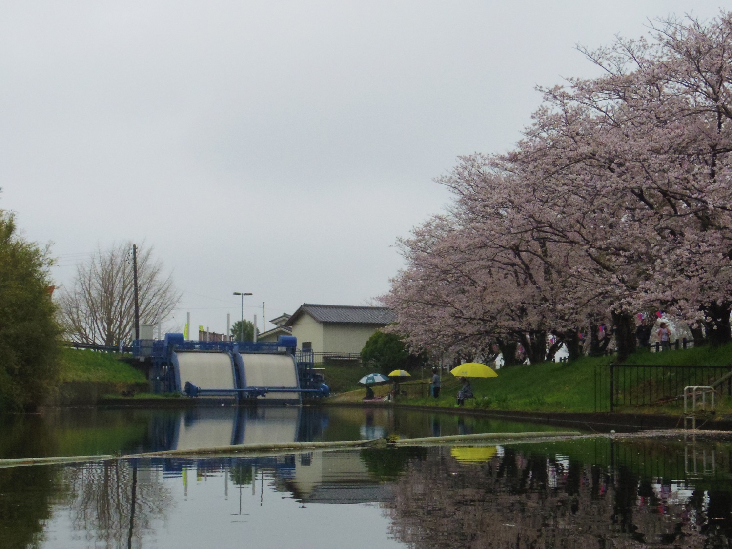 桜満開！お花見カヤック＠福岡堰（２０１７年４月８日）