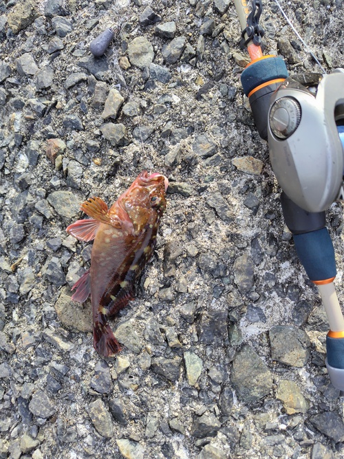 穴釣りセブン 穴釣りセブン