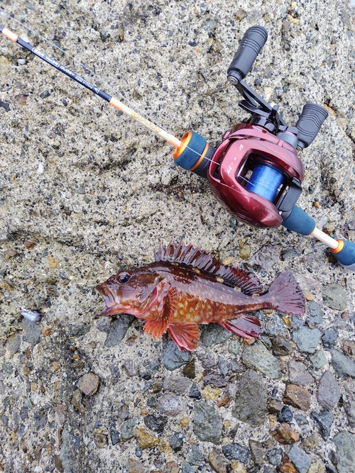 穴釣り、25センチ 穴釣り、25センチ