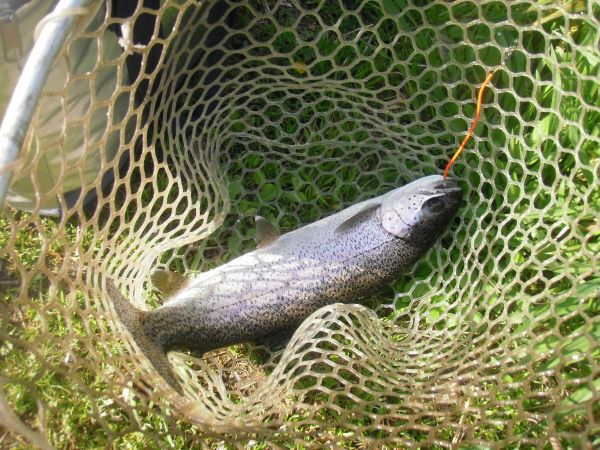 片品川国際鱒釣場さんに釣行しました　釣果は４時間で76匹でした