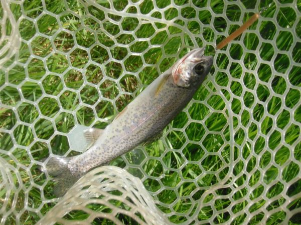 片品川国際鱒釣場さんに釣行しました　釣果は４時間で76匹でした
