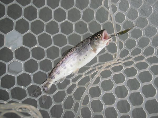片品川国際鱒釣場さんに釣行しました　釣果は午前4時間で55匹でした