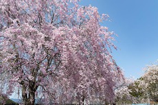 春の道志キャンプ。美しき垂れ桜。　ニュー田代オートキャンプ場