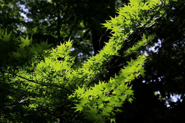 「山からの贈り物たち」
