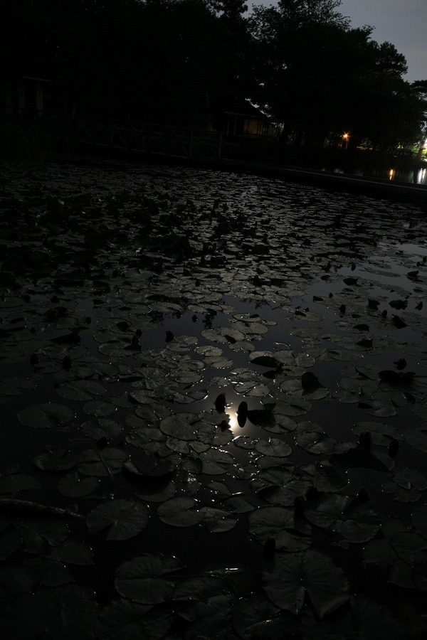 [Bottomless Swamp」後編