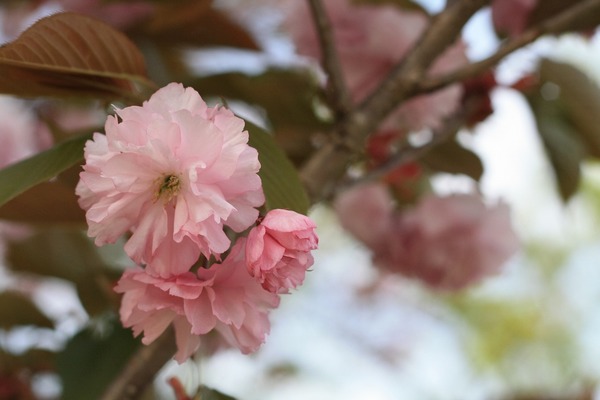 「山からの贈り物たち」