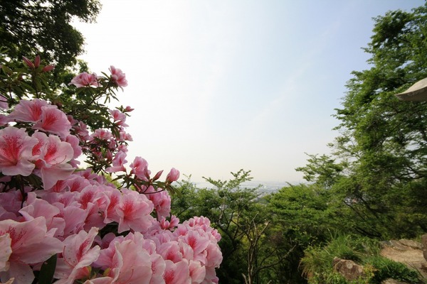 「山からの贈り物たち」