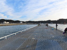 豊浜漁港でいろんな魚を釣ったよ