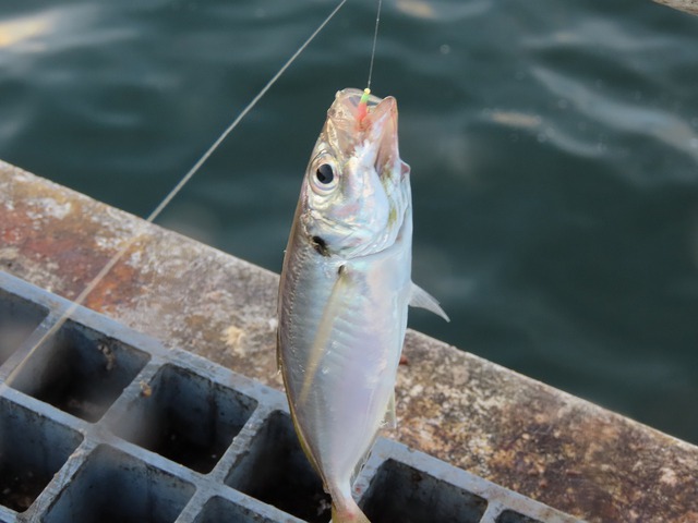 豊浜港にアジ釣りに行ってきましたよ！