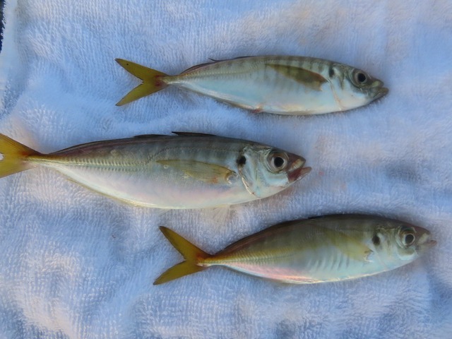 豊浜港にアジ釣りに行ってきましたよ！