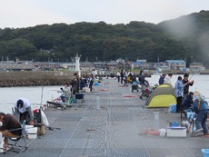 豊浜漁港でいろんな魚を釣ったよ