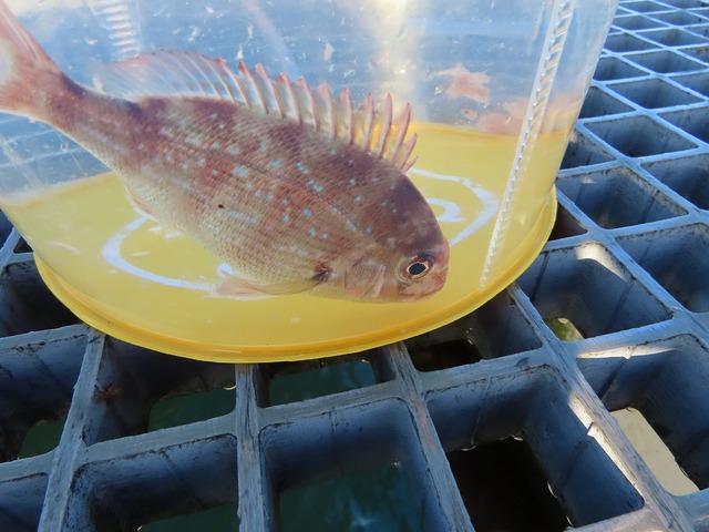 豊浜港にアジ釣りに行ってきました！