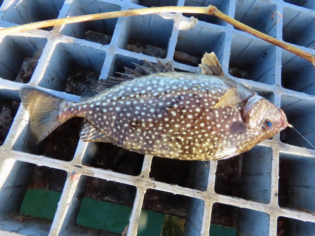 豊浜港にアジ釣りに行ってきました！