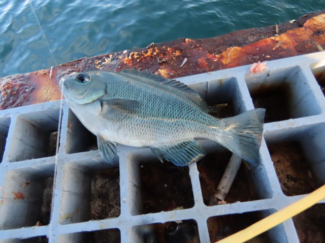 豊浜港にアジ釣りに行ってきました！