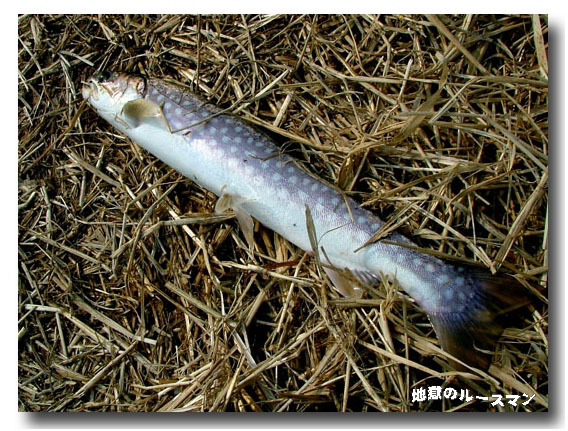 増水始まる