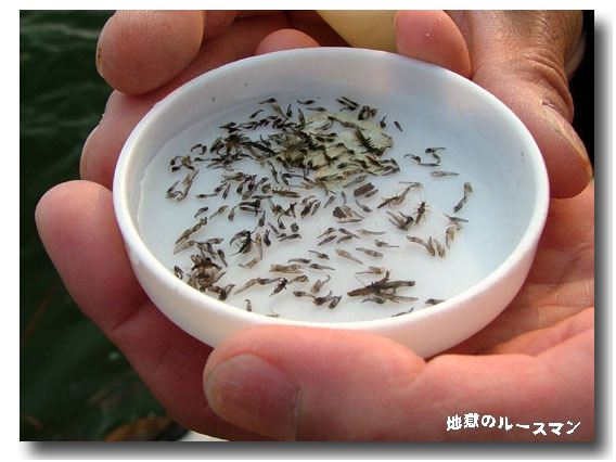 増水始まる