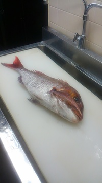こんなん釣れたら！