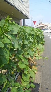 南瓜はできるのか？