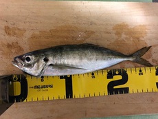 釣れた次の日のジンクス。 2018/05/16 22:39:50