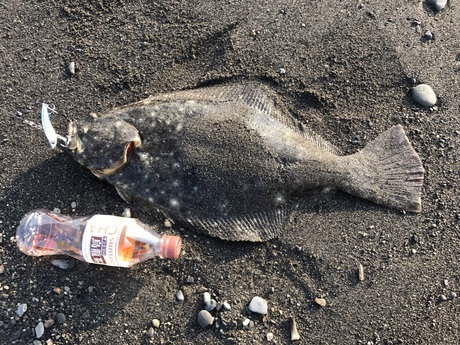 釣り倶楽部 ガル クロウ 焼津 御前崎 清水 沼津 釣りブログ サーフヒラメ エギングではアオリイカ タコの釣果