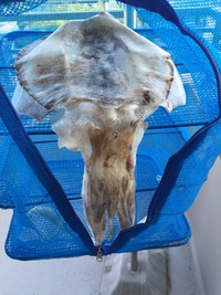 石津浜で釣れたアオリイカの一夜干し