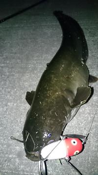 続・初物！！ 2016/05/21 00:19:15