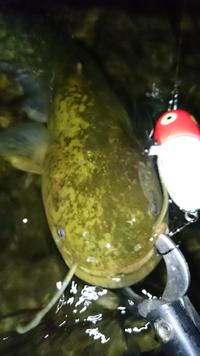 また、行っちゃった！？ 2016/05/23 23:29:24