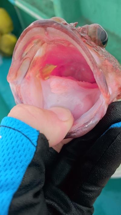 高級魚！？