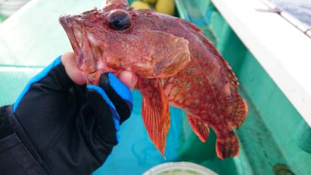 高級魚！？