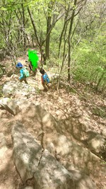 新緑きれいな高川山