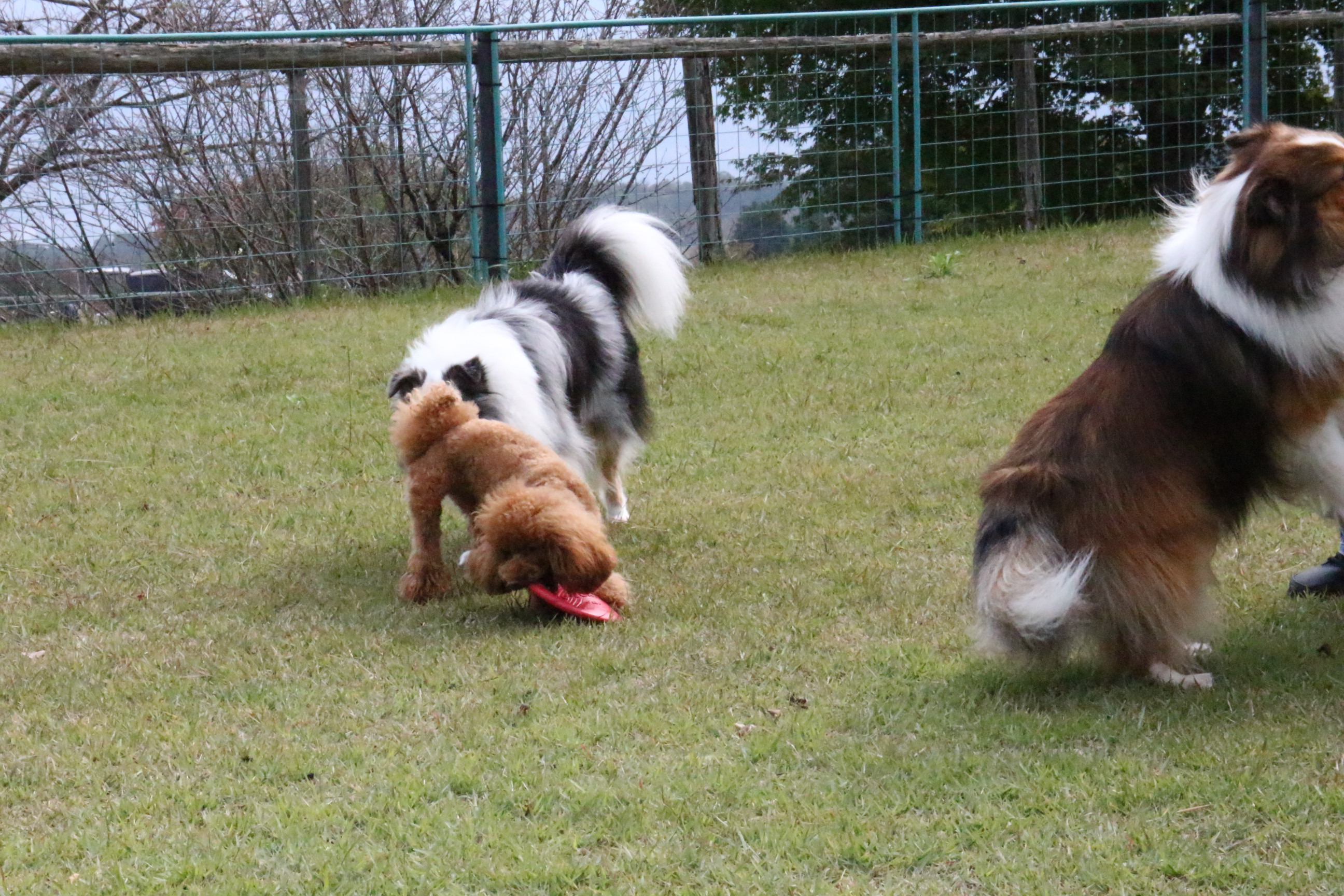 ディキャンプｉｎ静岡 with dog