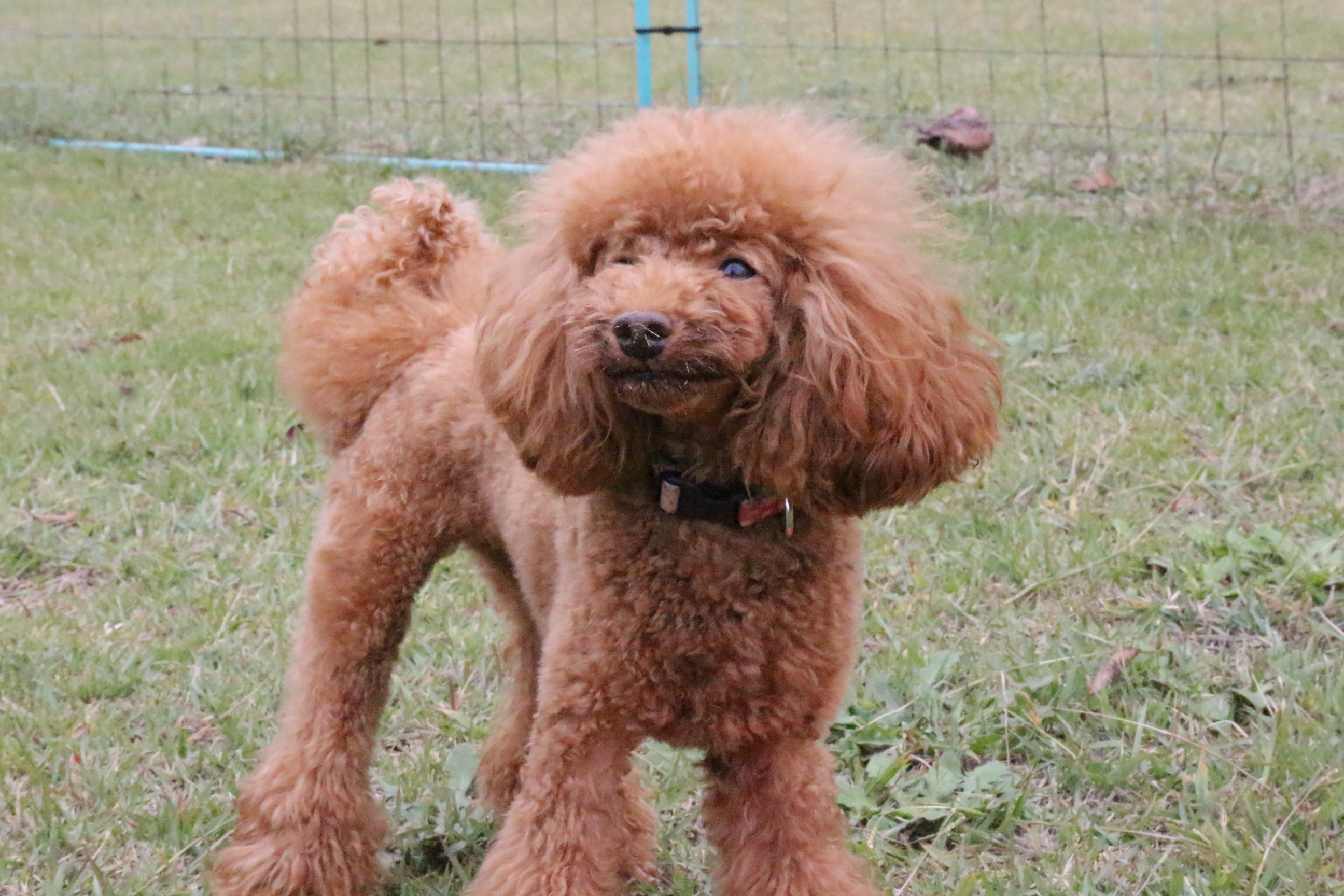ディキャンプｉｎ静岡 with dog