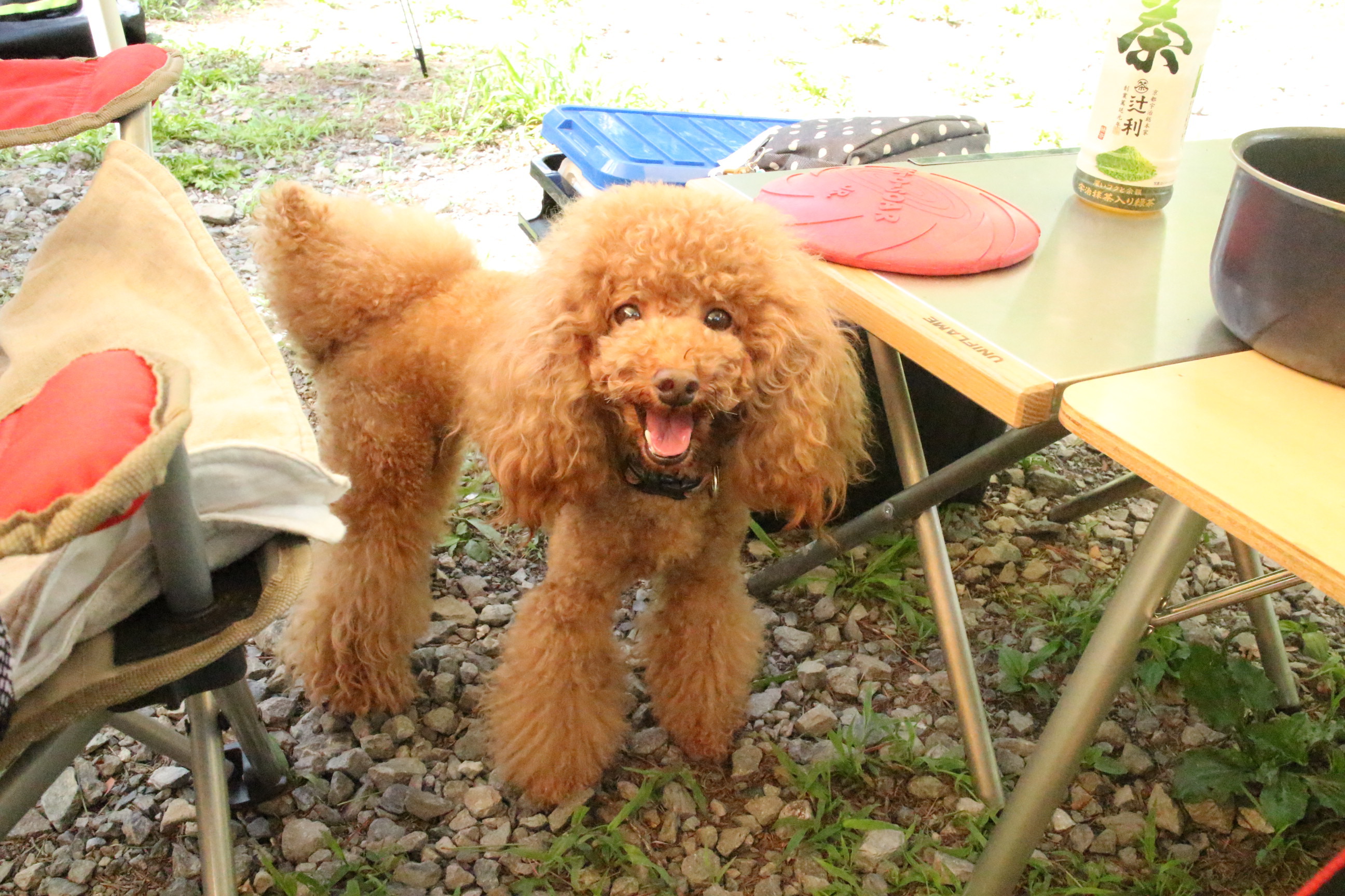 キャンプｉｎ長野Ⅱ with dog