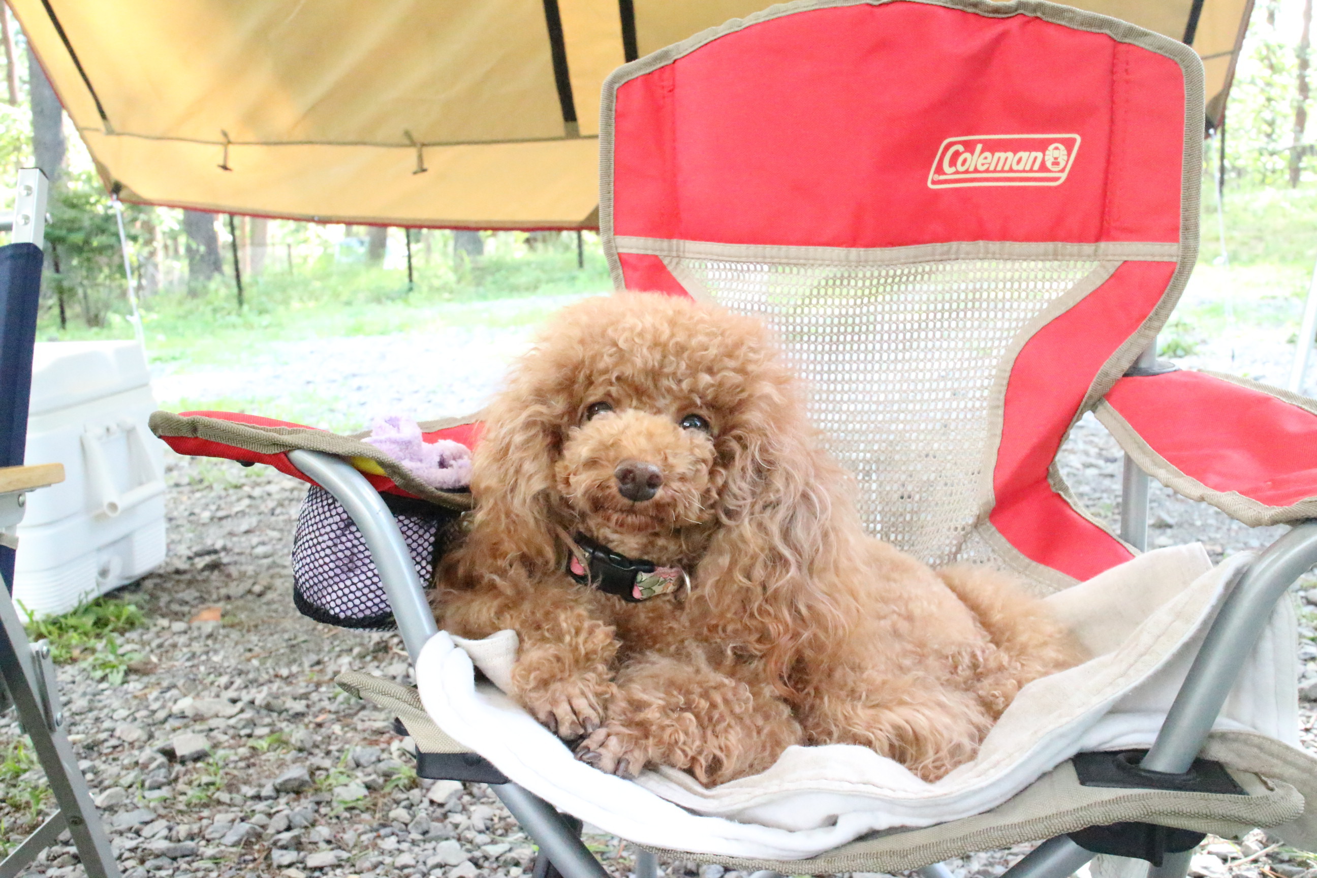 キャンプｉｎ長野Ⅱ with dog