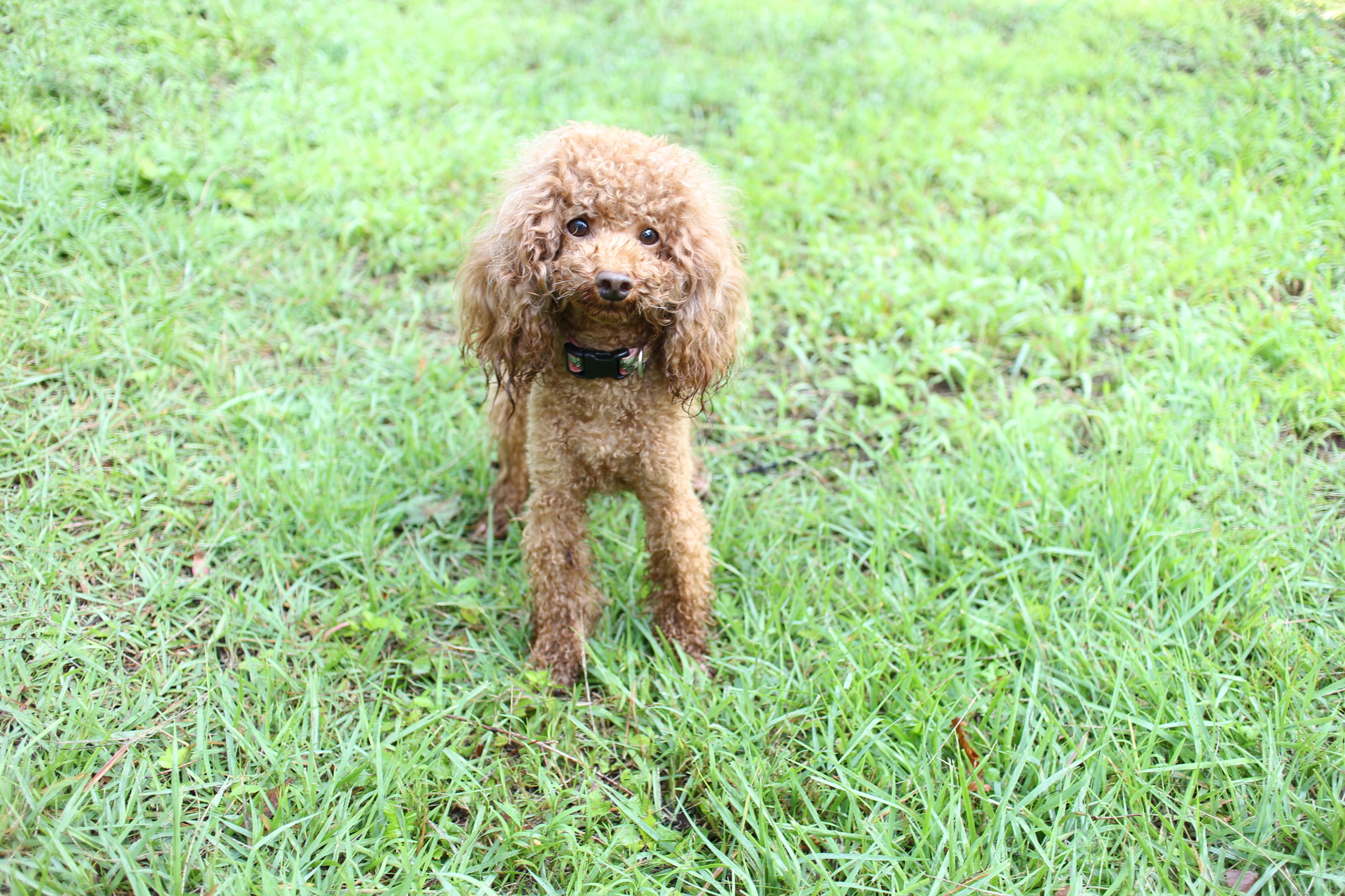 キャンプｉｎ長野Ⅱ with dog