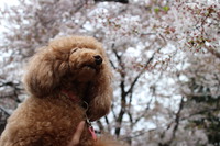 キャンプｉｎ静岡１９ with dog 2015/04/12 14:51:04