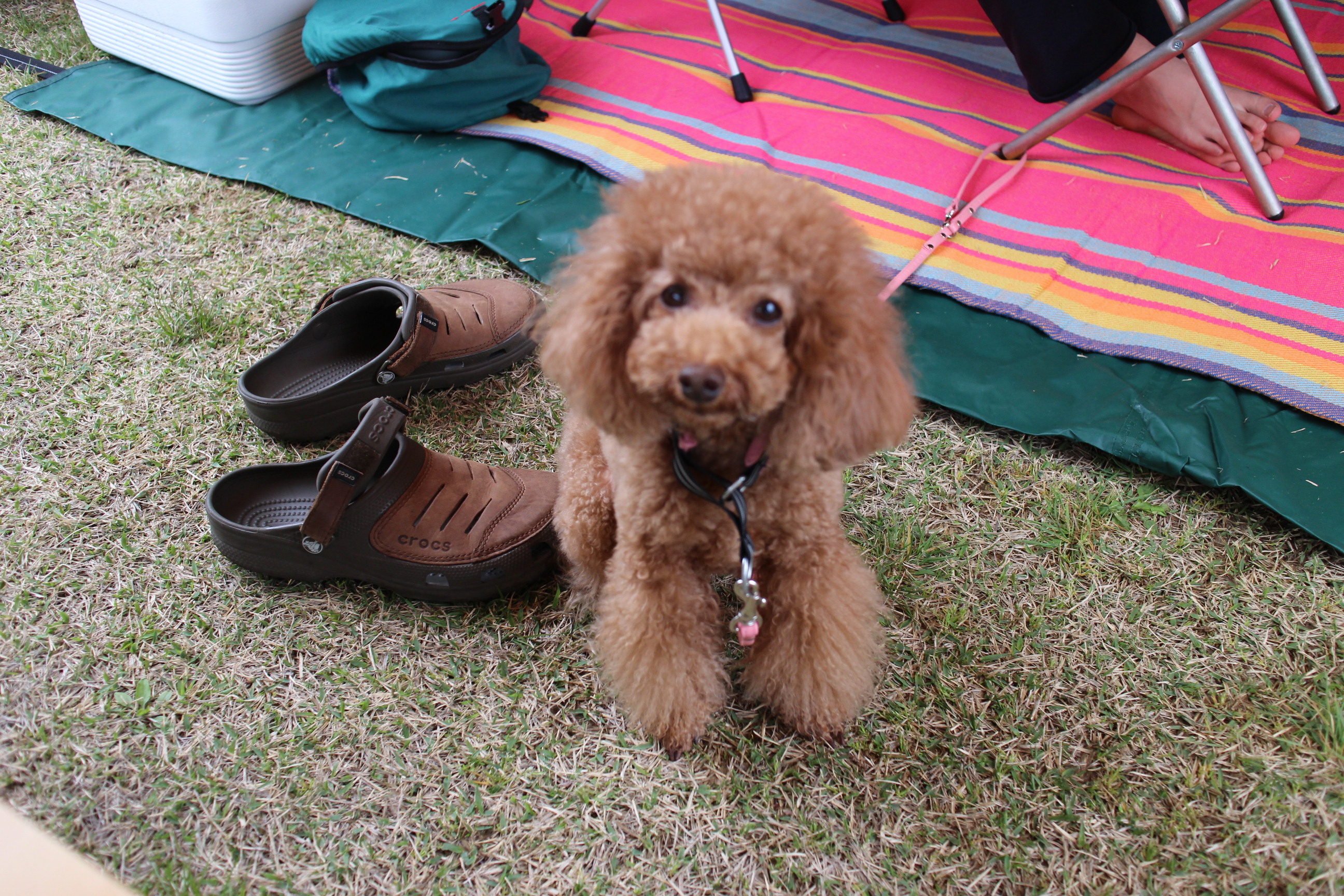 キャンプｉｎ静岡１９ with dog