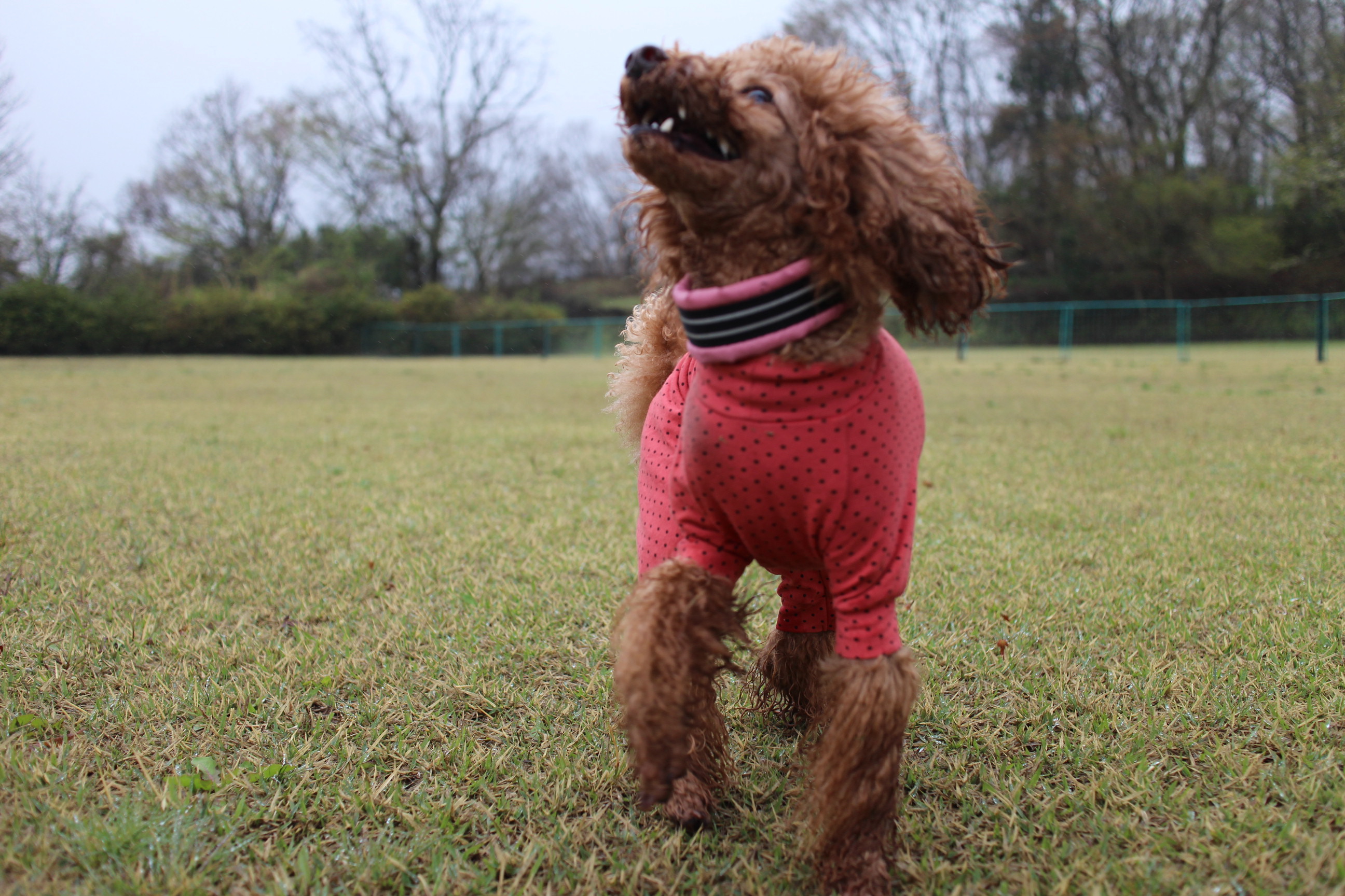 キャンプｉｎ静岡１９ with dog