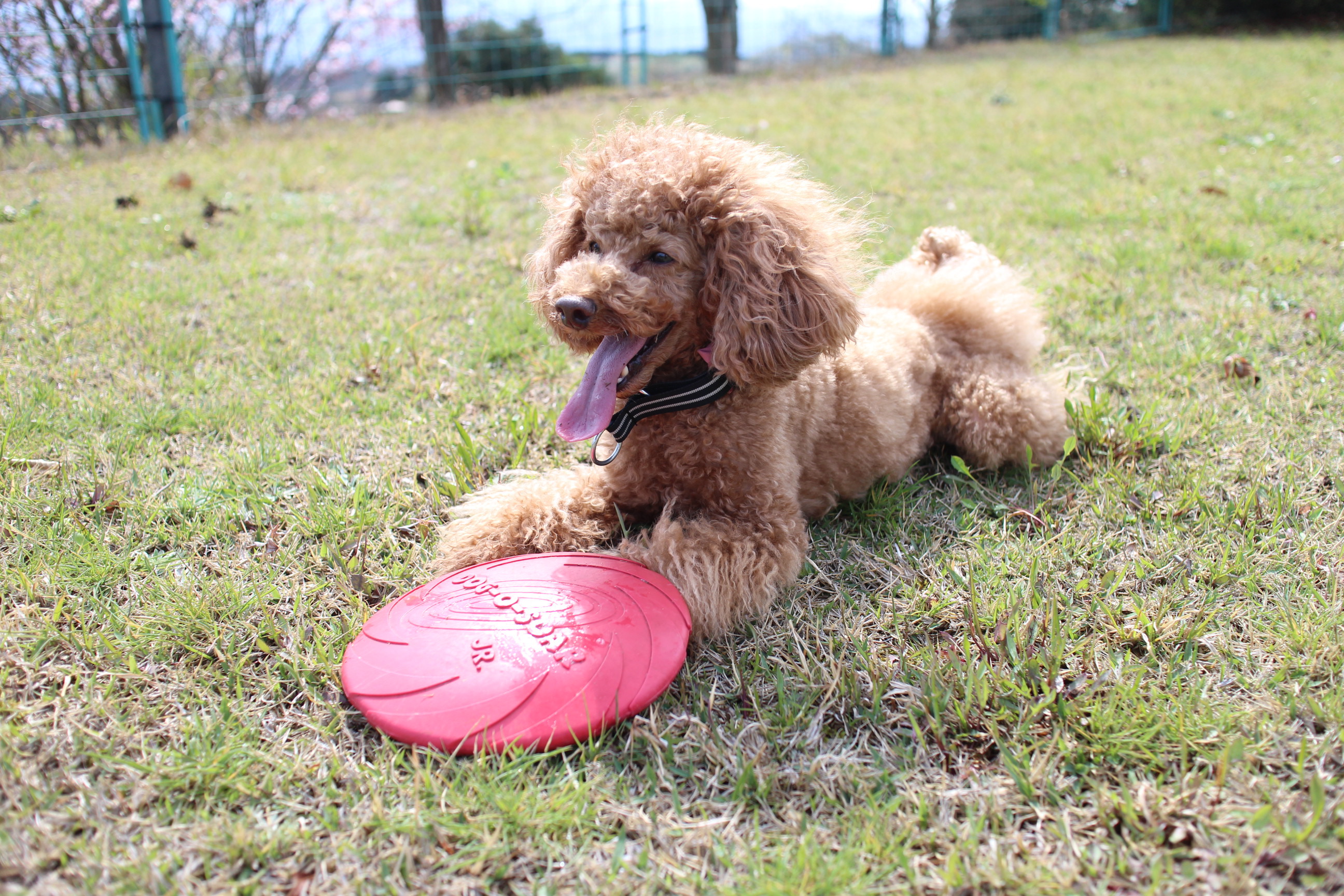キャンプｉｎ静岡１９ with dog