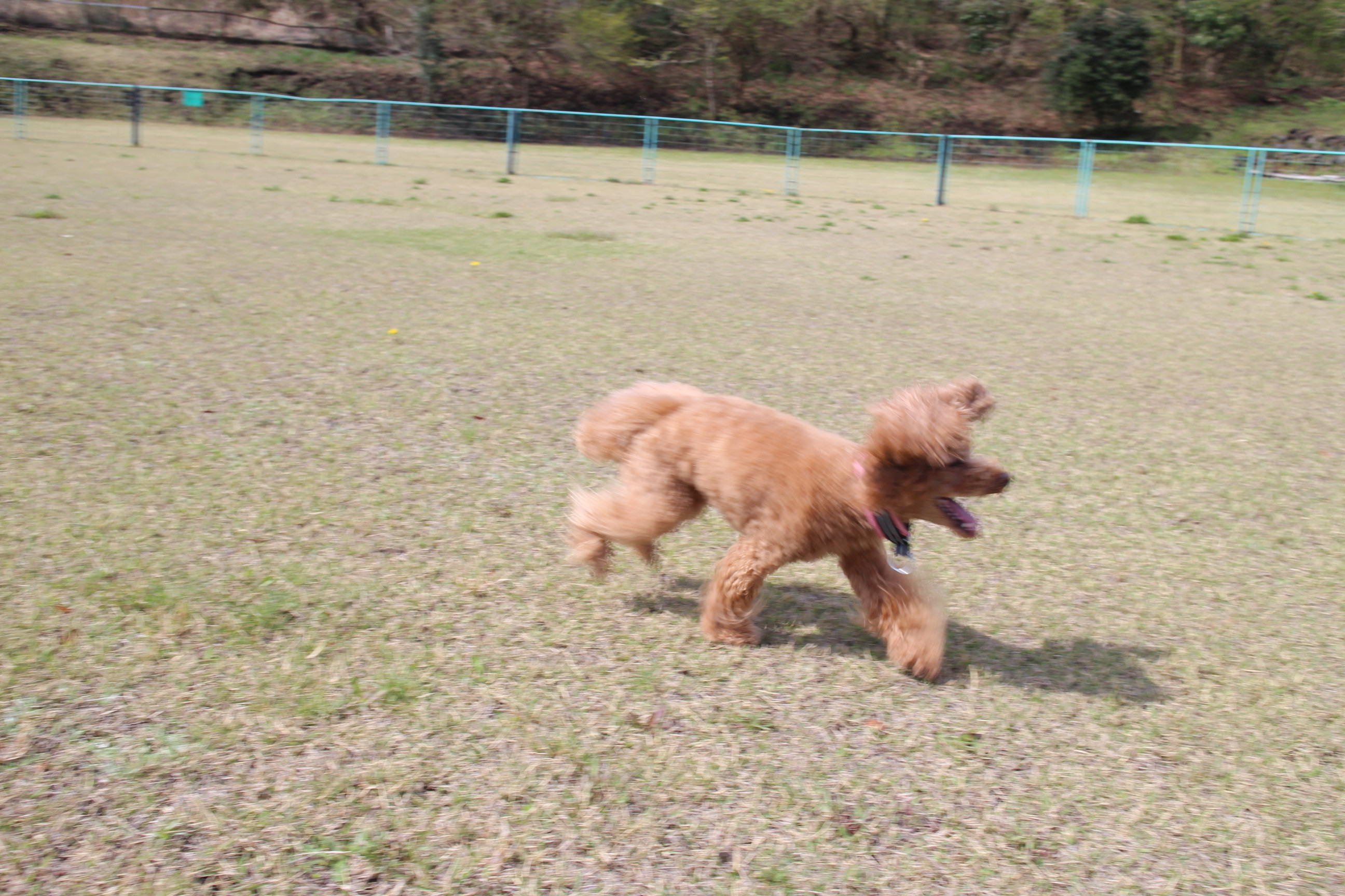 キャンプｉｎ静岡１９ with dog