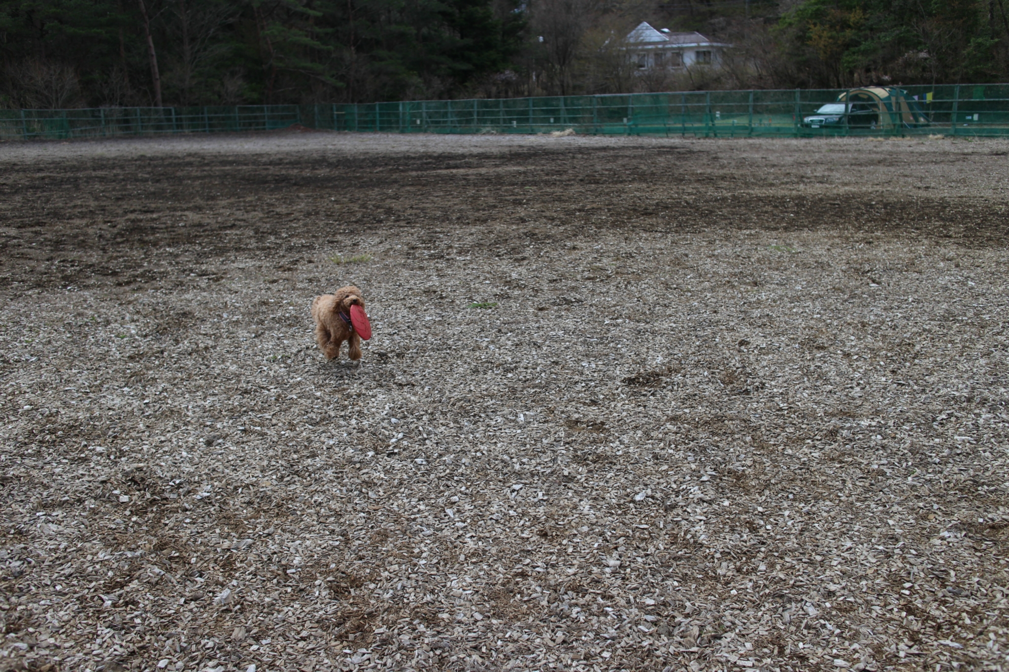 キャンプ in 山梨Ⅲ with dog