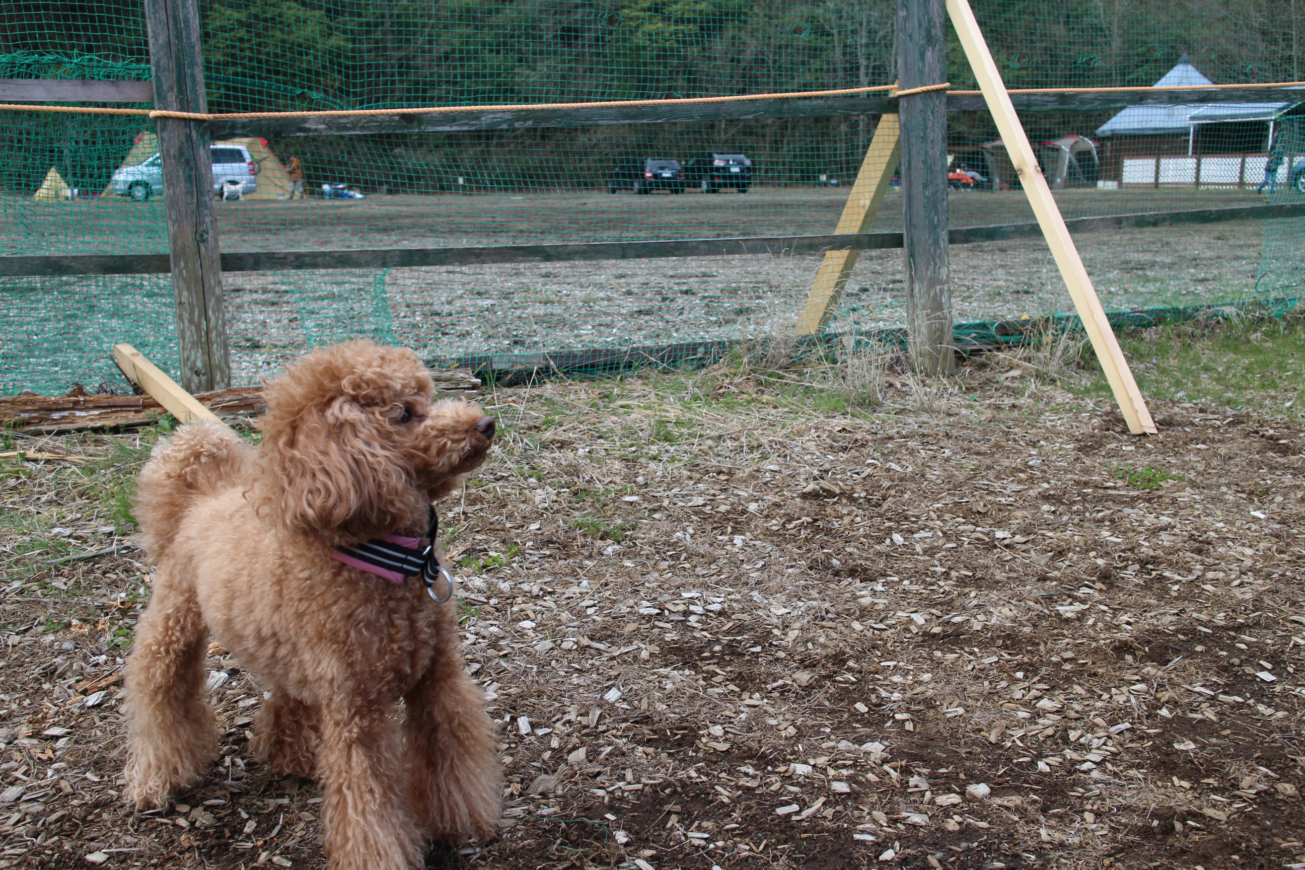 キャンプ in 山梨Ⅲ with dog