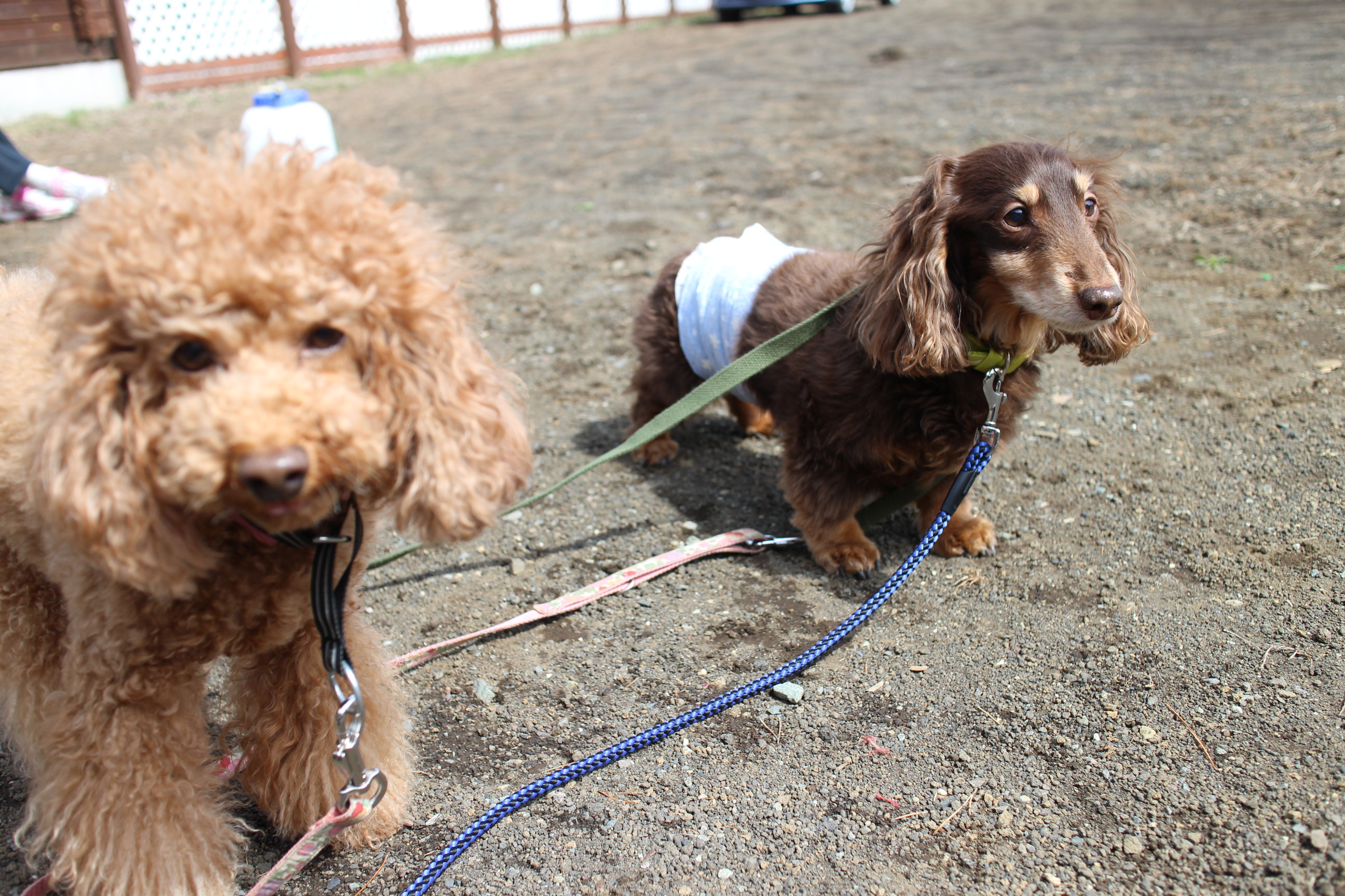 キャンプ in 山梨Ⅲ with dog