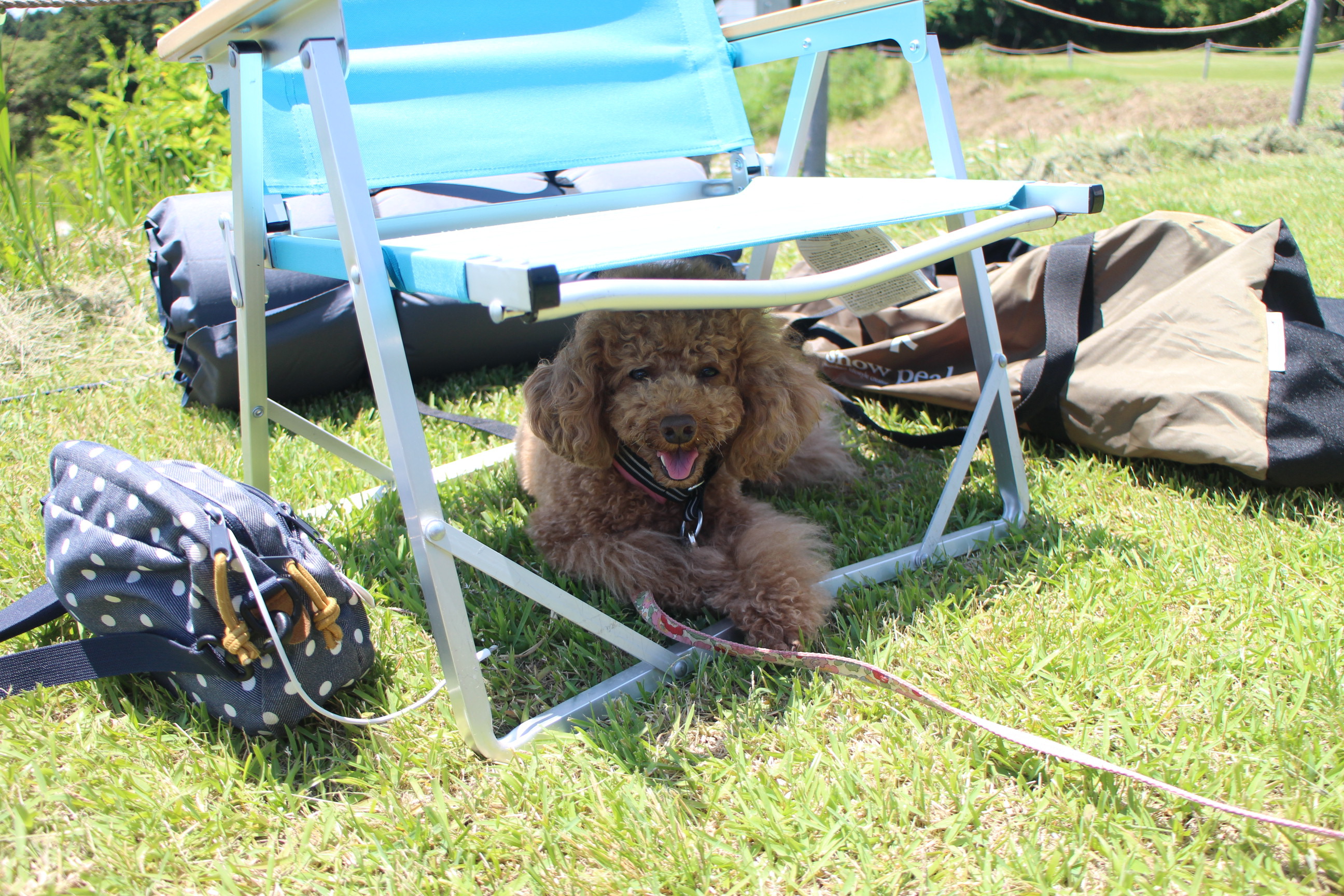 キャンプｉｎ静岡２０ with dog