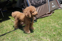 キャンプｉｎ静岡２０ with dog 2015/05/31 16:29:27