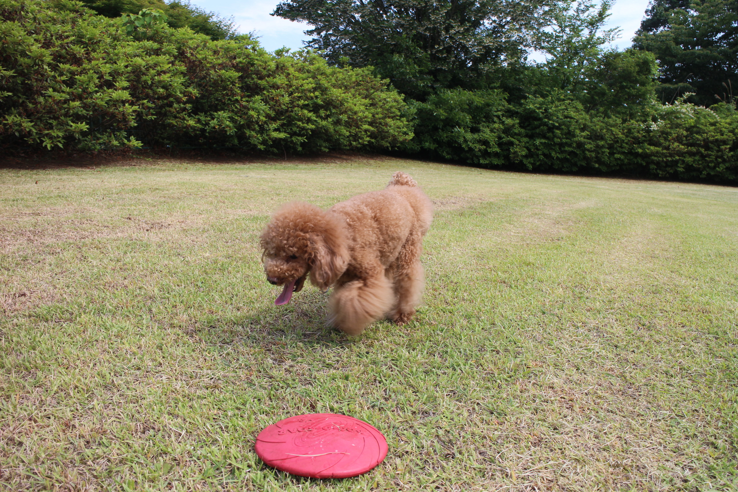 キャンプｉｎ静岡２０ with dog